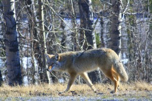 coyote, Canada, wildlife