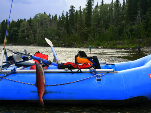 Sockeye Salmon, Gulkana River, Alaska fishing, salmon fishing