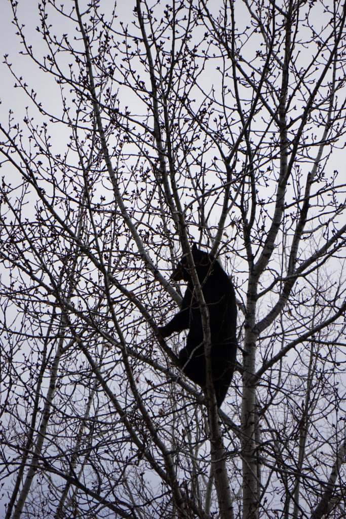 Black Bear high in a tree, stuffing himself on spring buds.
