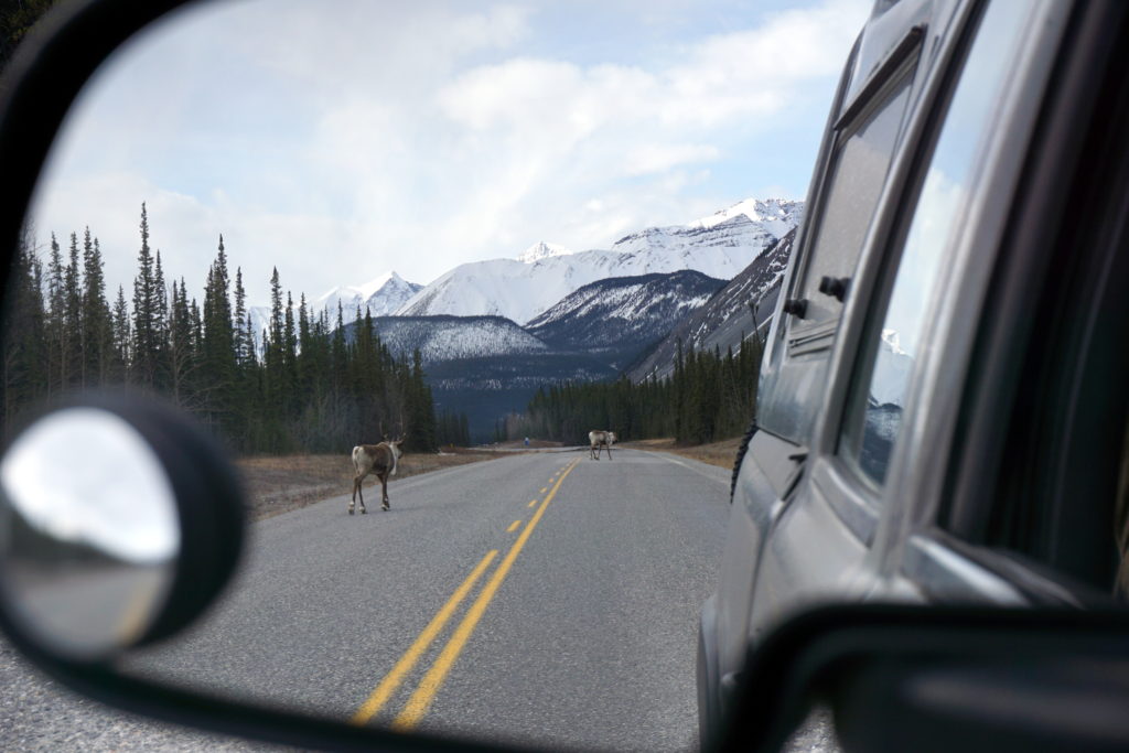 Migrating spring Caribou on the Alcan Highway.