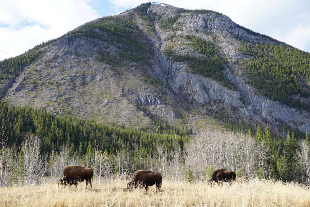 Yukon buffalo enjoying tender new grass alongside the Alcan Highway.
