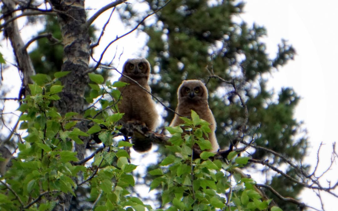 Two owls sitting in a tree looking at the camera.